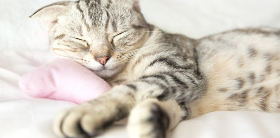 Katzensofa